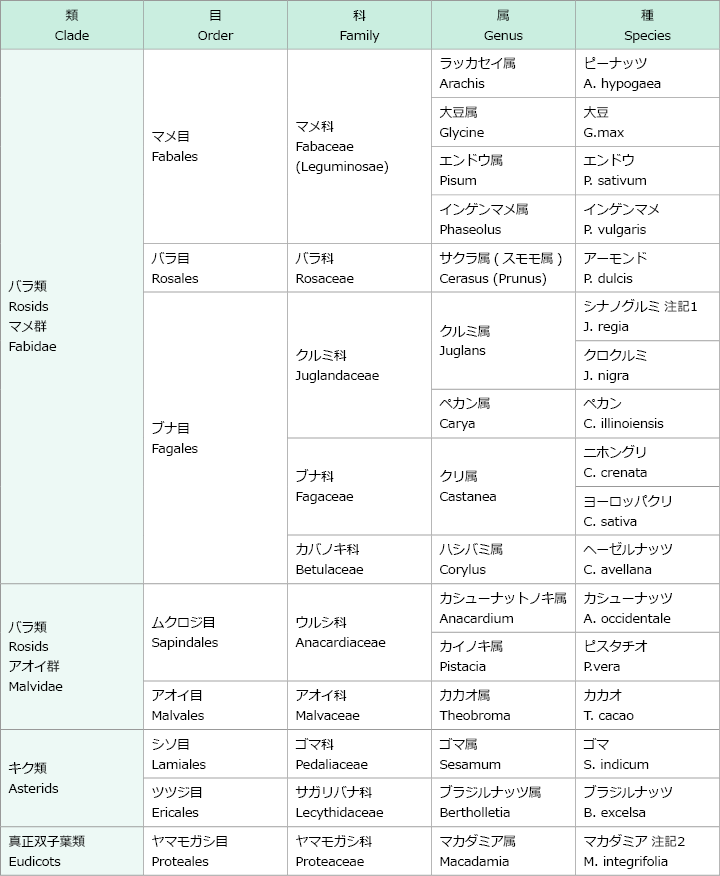 画像:種子の生物学的分類について バラ類マメ群、マメ目、マメ科、ラッカセイ属、ピーナッツ、大豆属、大豆、エンドウ属、エンドウ、インゲンマメ属、インゲンマメ、バラ目、バラ科、サクラ属(スモモ属)、アーモンド、ブナ目、クルミ科、クルミ属、シナノグルミ 注記1、クロクルミ、ペカン属、ペカン、ブナ科、クリ属、ニホングリ、ヨーロッパクリ、カバノキ科、ハシバミ属、ヘーゼルナッツ、バラ類 アオイ群、ムクロジ目、ウルシ科、カシューナットノキ属、カシューナッツ、カイノキ属、ピスタチオ、アオイ目、アオイ科、カカオ属、カカオ、キク類、シソ目、ゴマ科、ゴマ属、ゴマ、ツツジ目、サガリバナ科、ブラジルナッツ属、ブラジルナッツ、真正双子葉類、ヤマモガシ目、ヤマモガシ科、マカダミア属、マカダミア 注記2