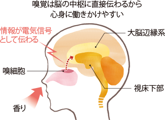 図:嗅覚の脳への伝達