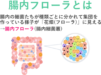 画像:腸内フローラとは 腸内の細菌たちが種類ごとに分かれて集団を作っている様子が「花畑(フローラ)」に見えることから腸内フローラ(腸内細菌叢)と呼ばれています