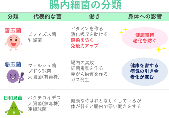 腸内細菌の分類 善玉菌 代表的な菌 ビフィズス菌 乳酸菌 働き ビタミンを作る 消化吸収を助ける 感染を防ぐ 免疫力アップ 身体への影響 健康維持 老化を防ぐ 悪玉菌 代表的な菌 ウェルシュ菌 ブドウ球菌 大腸菌(有毒株) 働き 腸内の腐敗 細菌毒素を作る 発がん物質を作る ガス発生 身体への影響 健康を害する 病気の引き金 老化が進む 日和見菌 バクテロイデス 大腸菌(無毒株) 連鎖球菌 健康な時はおとなしくしているが体が弱ると腸内で悪い働きをする