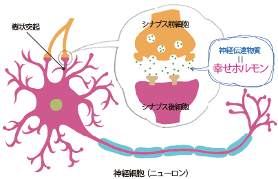 画像:神経伝達物質のひとつ、幸せホルモン