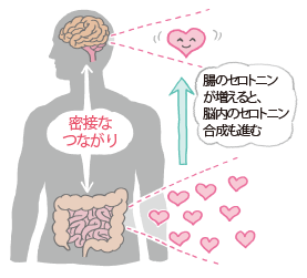 画像:腸のセロトニンと脳内のセロトニンのつながり