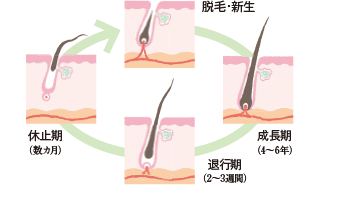 髪の一生<ヘアサイクル>を知ろうの画像