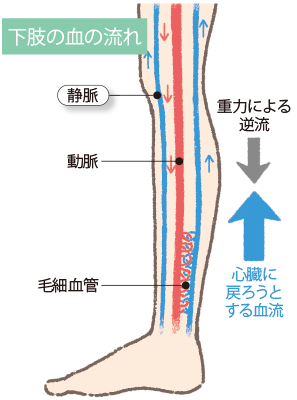 画像:下肢の血の流れ