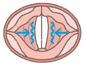 画像:発声時の声帯