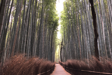 写真:竹林の小径