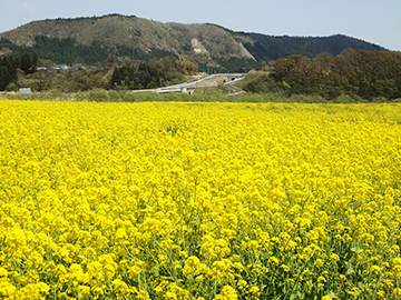 写真:菜の花畑(川渡大橋河川敷)