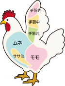 画像:鳥の部位 手羽先 手羽中 手羽元 ムネ ササミ モモ。