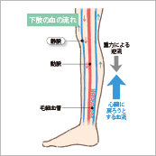 先生のための健康なんでもQ&A第3回 脚の疲れ・むくみをとろう!