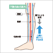 先生のための健康なんでもQ&A第3回　脚の疲れ・むくみをとろう！